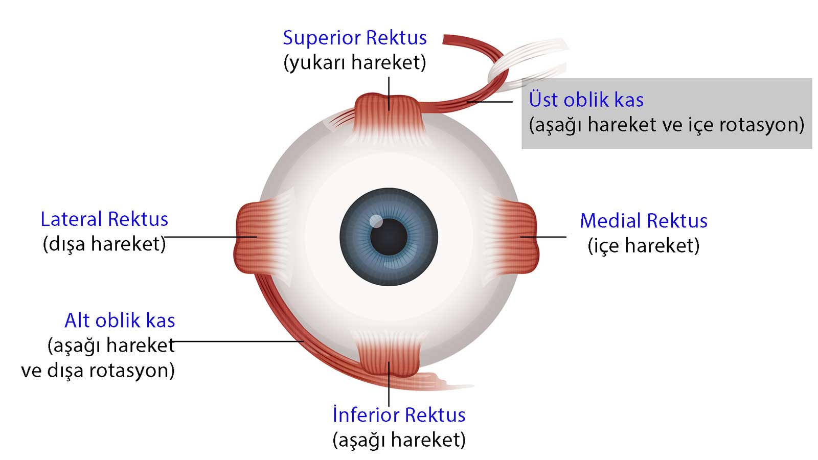 Brown Sendromu ve Superior Oblik Kas