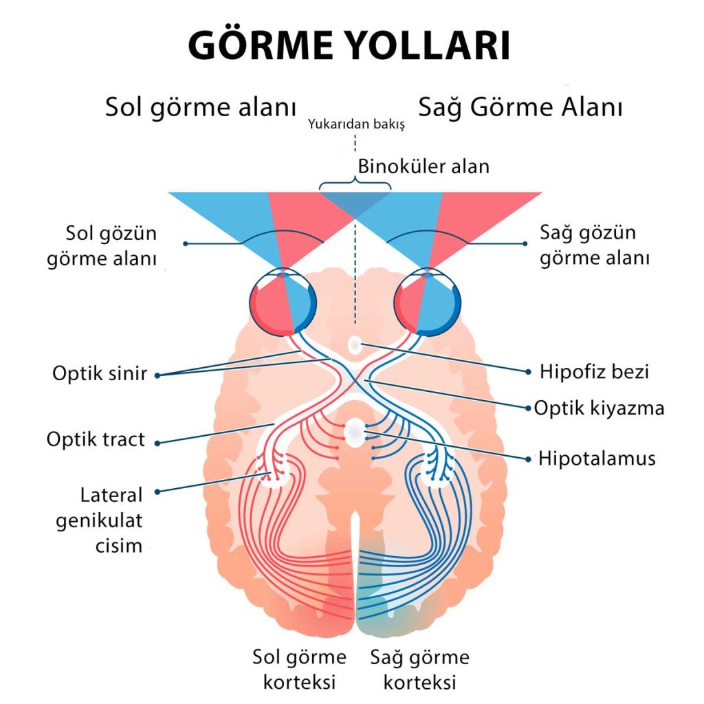 Görme Yolları Anatomisi