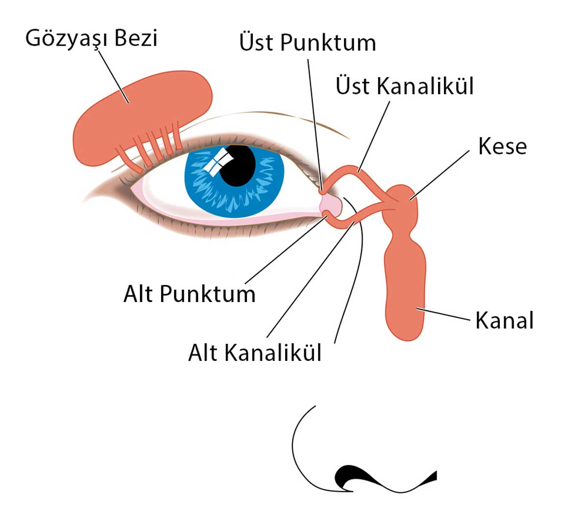 Gözyaşı Kanal Anatomisi