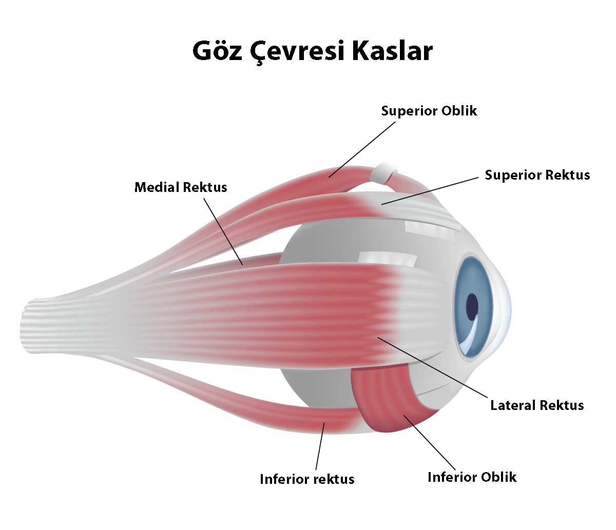 Nistagmus-Göz Çevresi Kaslar